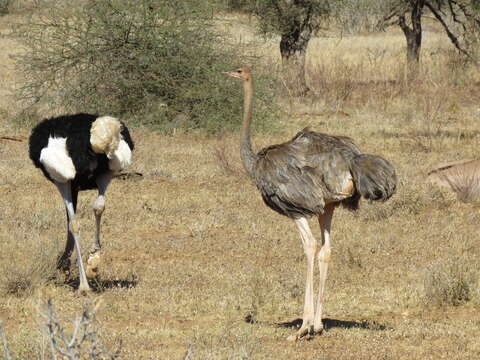 Image of Somali Ostrich