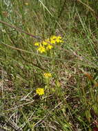 Image de Sebaea aurea (L. fil.) Sm.