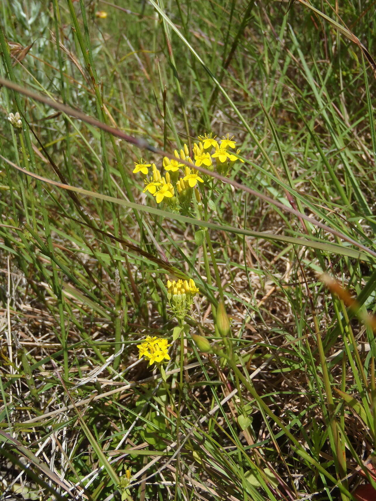 Image de Sebaea aurea (L. fil.) Sm.