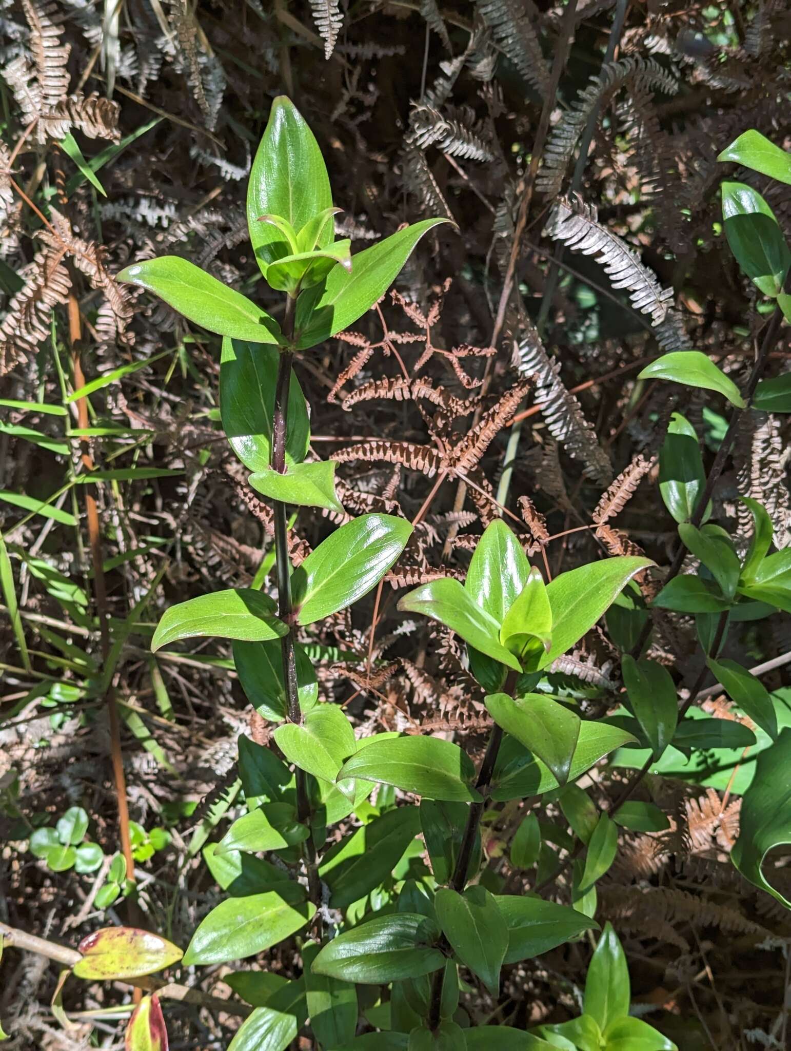 Image of Forest Island-Bluet