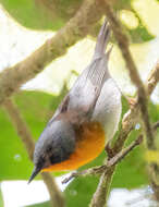 Image of Flame-throated Warbler