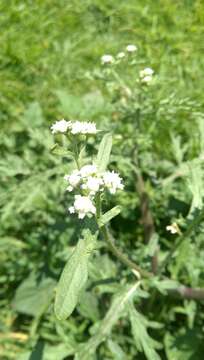 Sivun Parthenium bipinnatifidum (Ortega) Rollins kuva