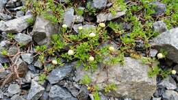 Plancia ëd Leptinella pyrethrifolia (Hook. fil.) D. G. Lloyd & C. J. Webb