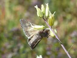 Image of Alfalfa Looper Moth