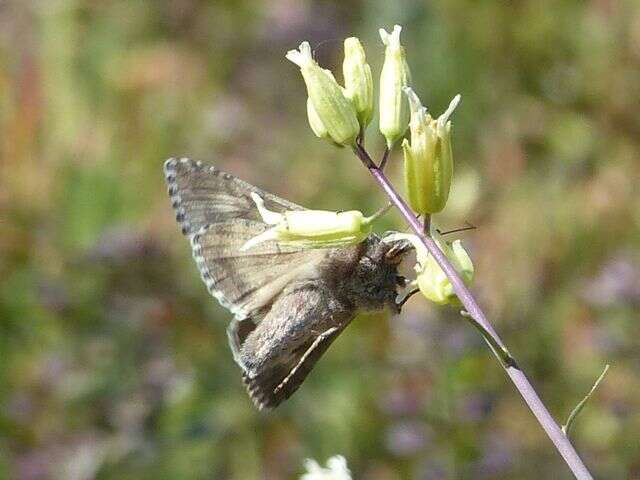 Image of Alfalfa Looper Moth