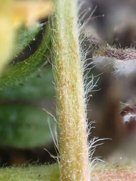 Image of Potentilla jepsonii var. kluanensis