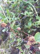 Image of black hawthorn