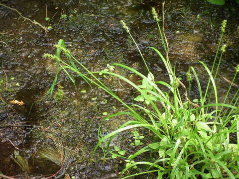 Image of Smooth-Sheath Sedge