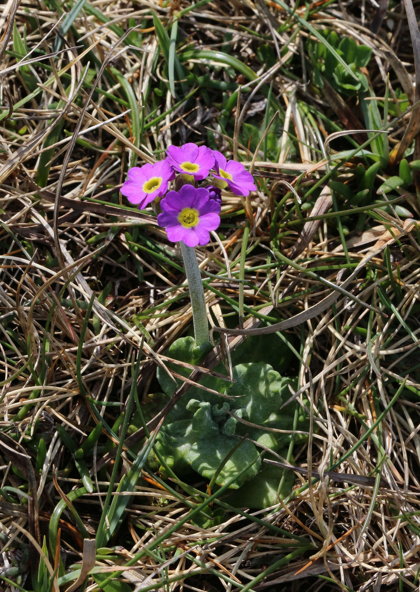 Image of Scottish primrose