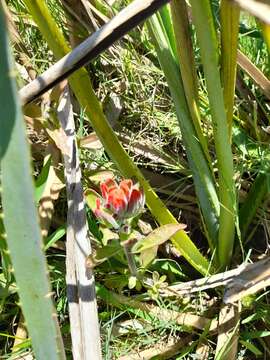 Image of Castilleja arvensis var. pastorei