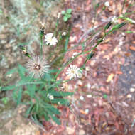 Image de Pilosella albiflora (Hook.) Sch. Bip.