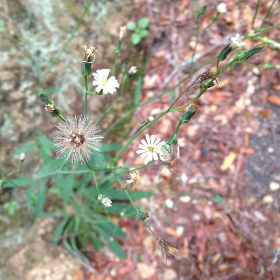 Image of white hawkweed