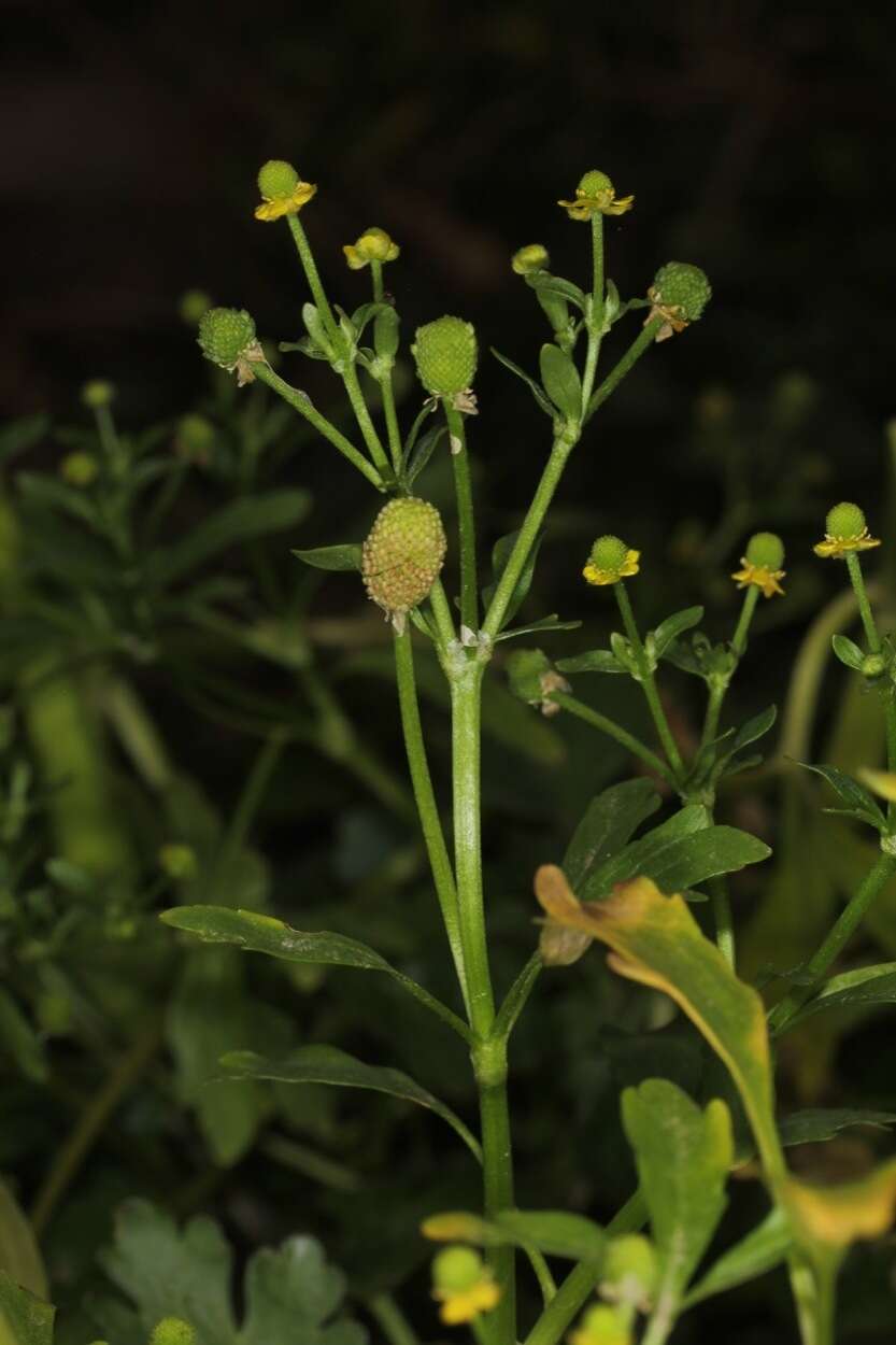 Ranunculus sceleratus subsp. sceleratus的圖片