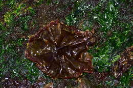 Image of Pyropia orbicularis