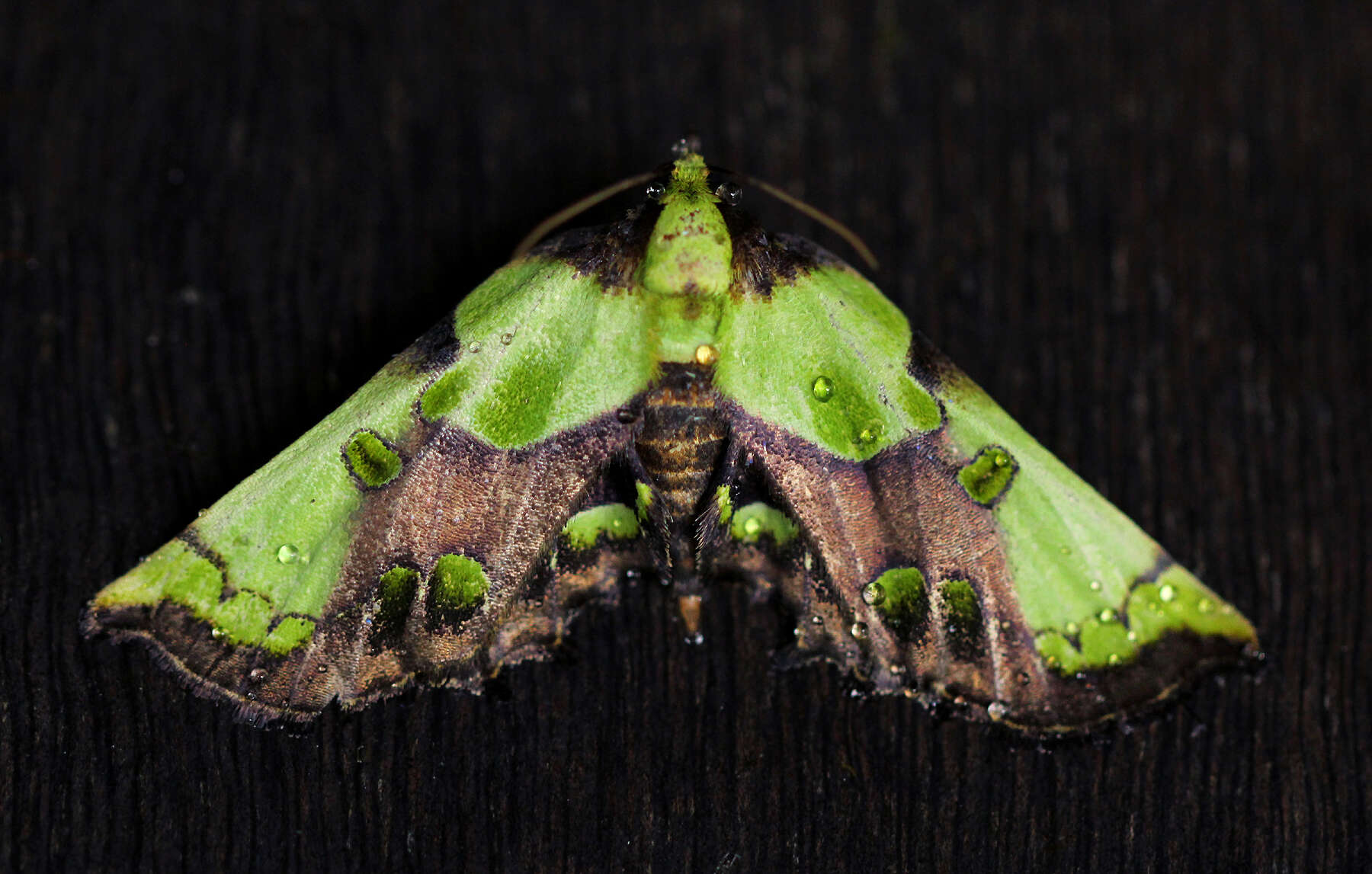 Image of Mittonia hampsoni Distant 1897