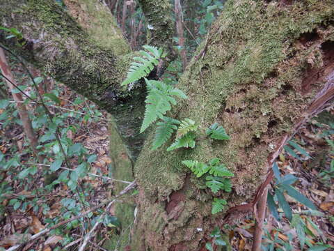 Image of haresfoot fern