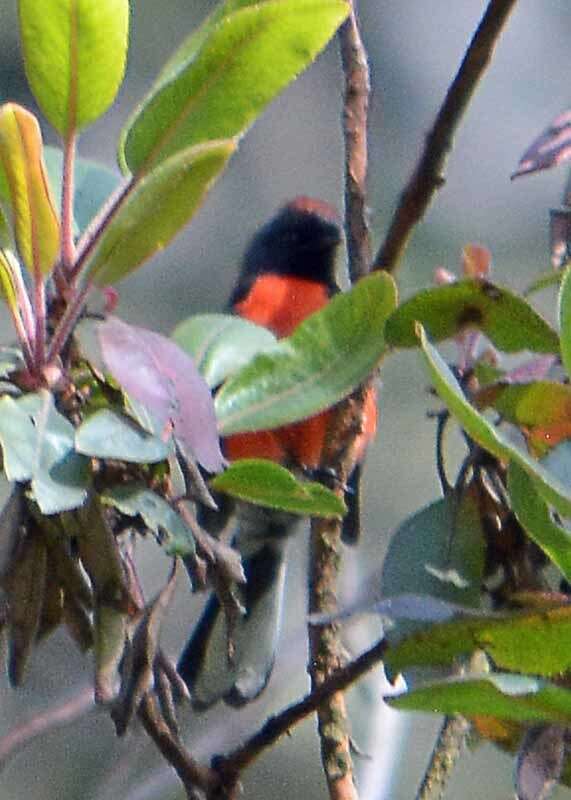 Image of Slate-throated Whitestart