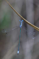 Image of Common Spreadwing