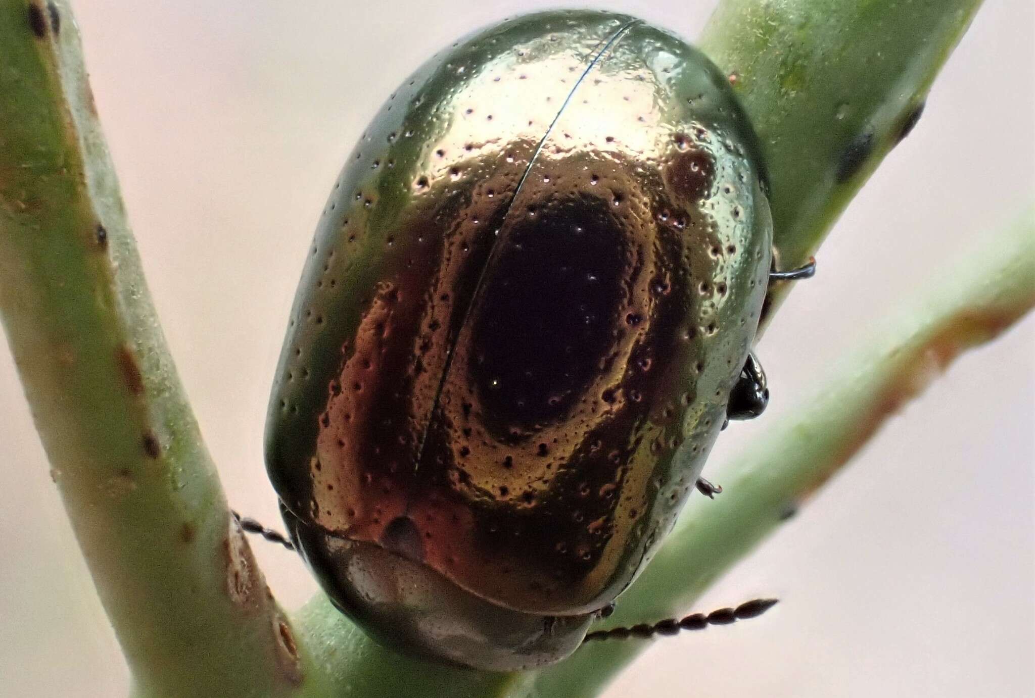 Image of Klamath Weed Beetle