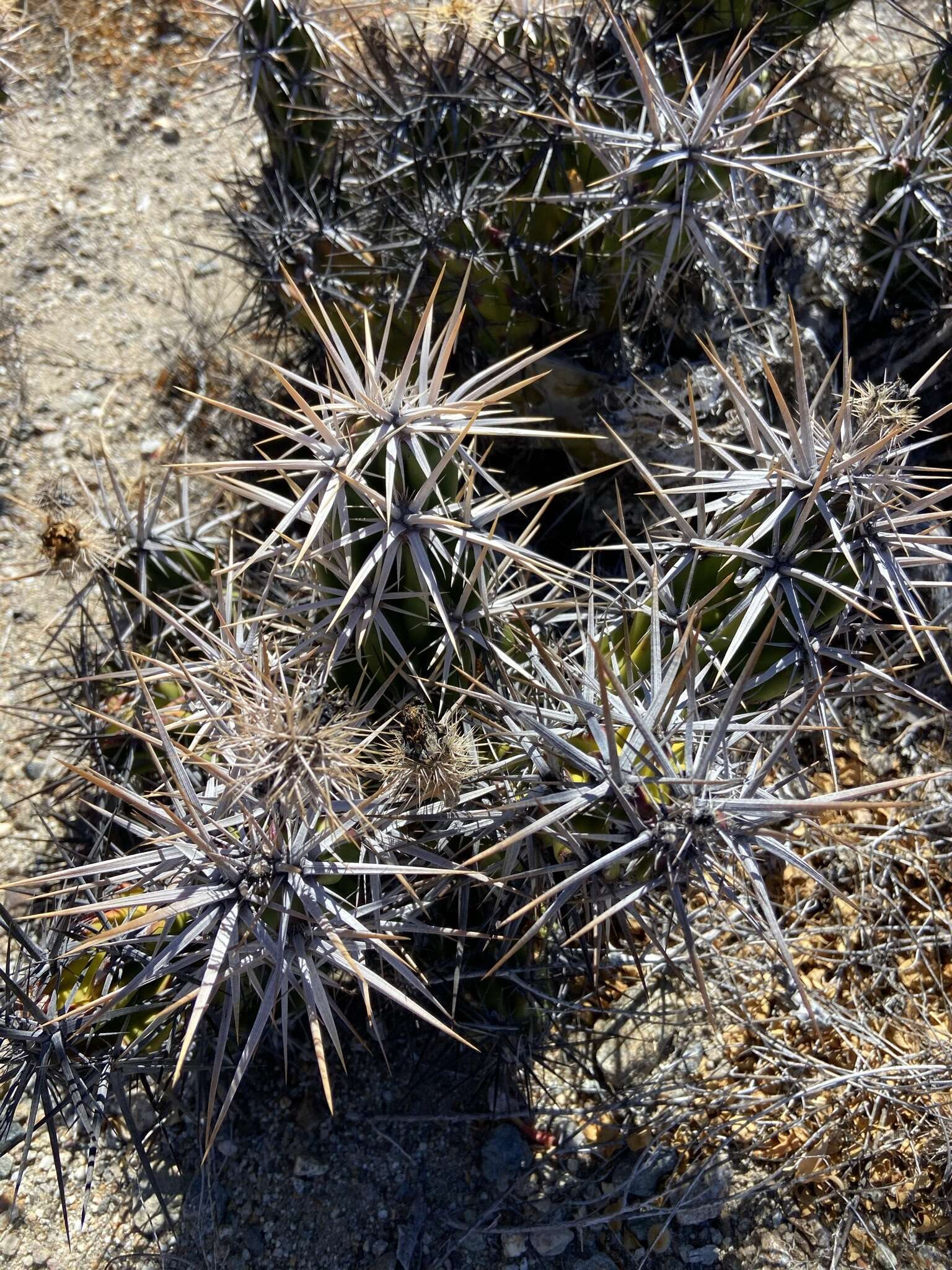 Image of Corynopuntia invicta (Brandegee) F. M. Knuth