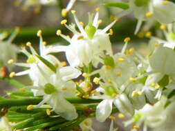 Image of African asparagus