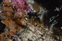 Image of Dusky Pipefish