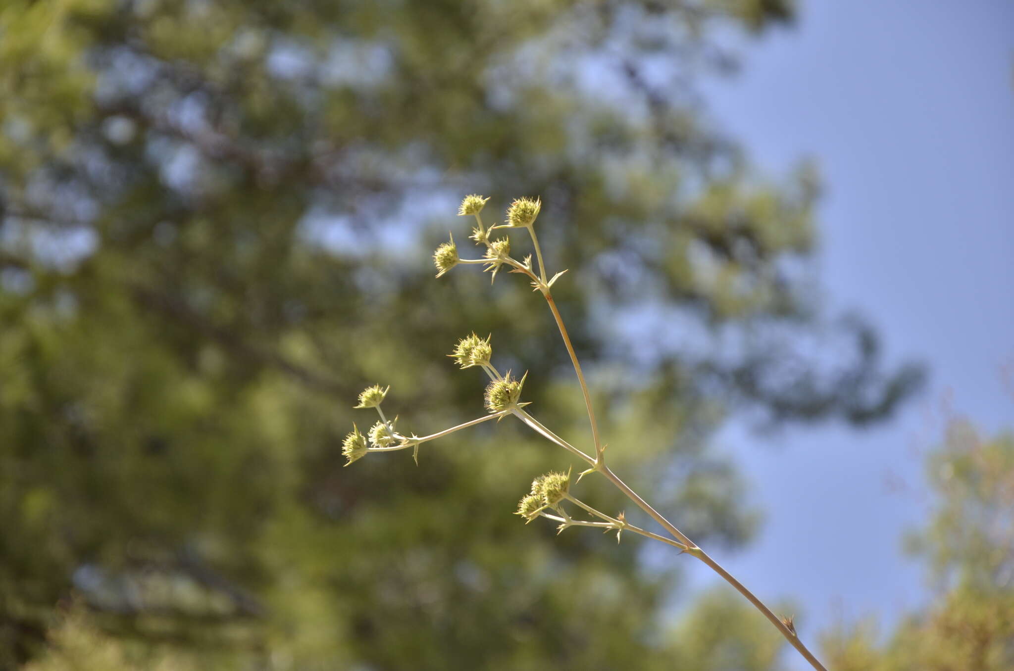 Image of Eryngium thorifolium Boiss.