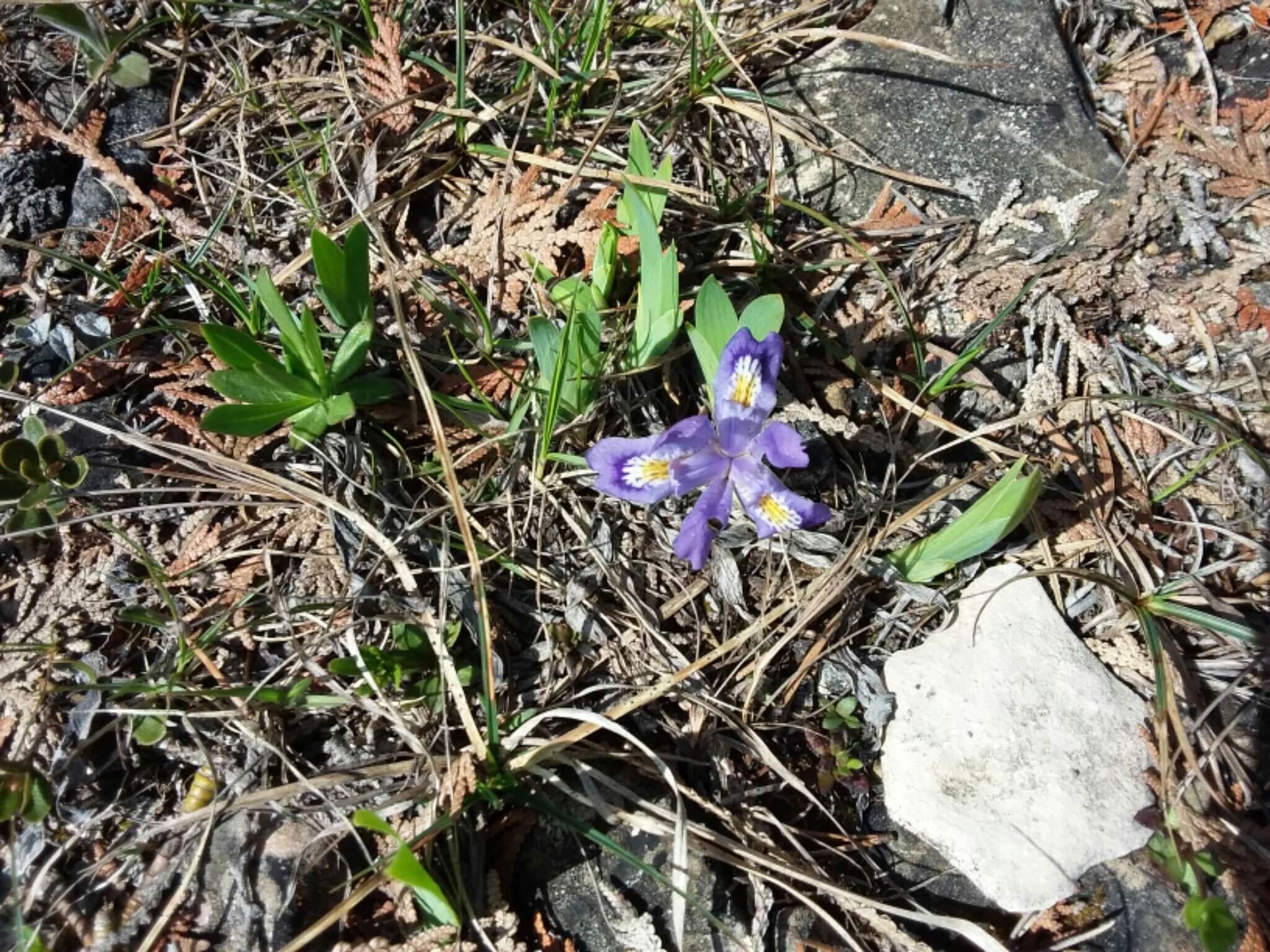 Image of dwarf lake iris