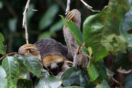 Image of Pale-throated Sloth