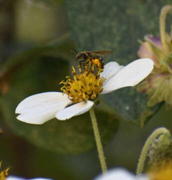 Lasioglossum costale (Vachal 1904) resmi