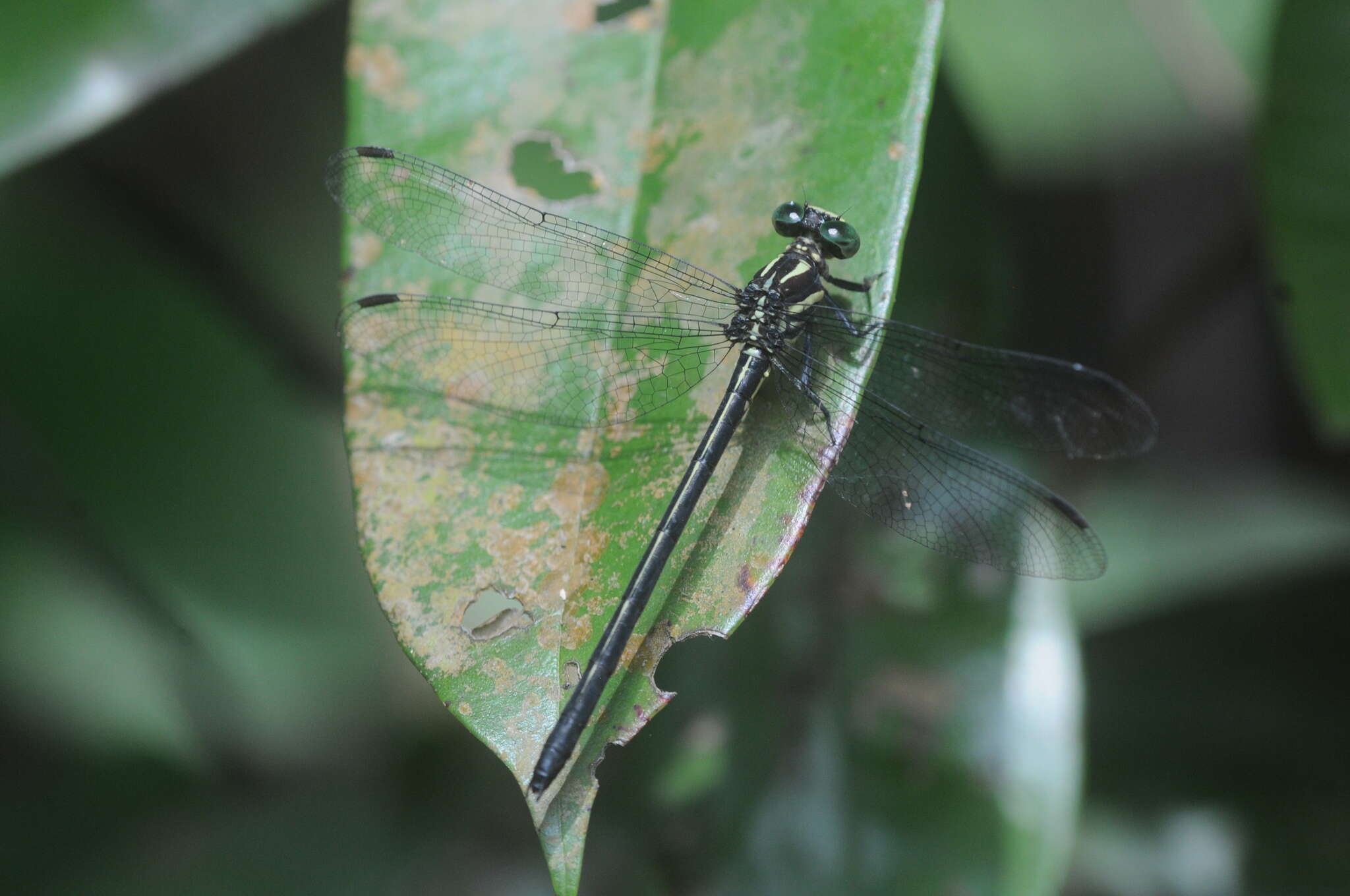 Imagem de Leptogomphus risi Laidlaw 1932