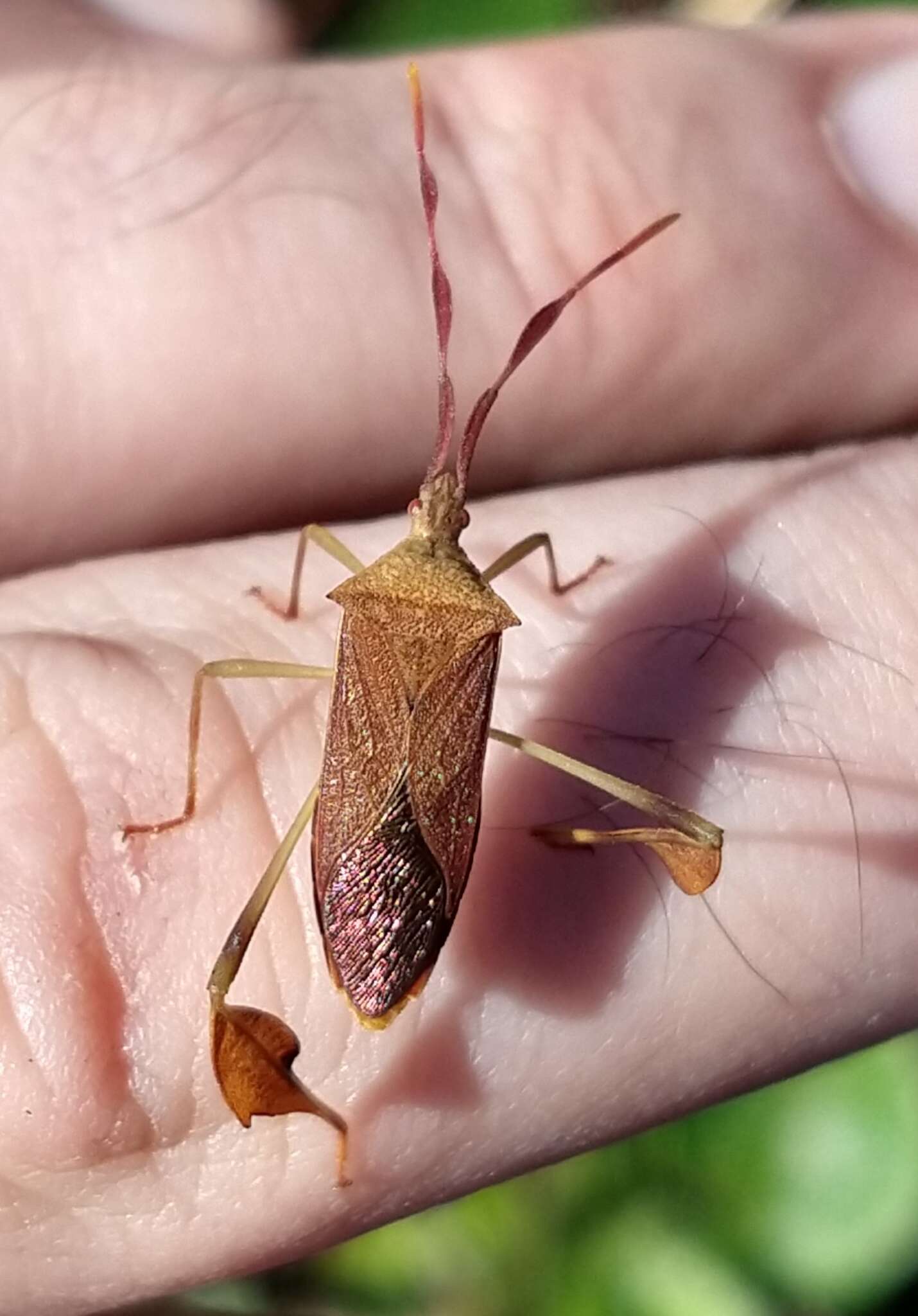 صورة Chondrocera laticornis Laporte 1832