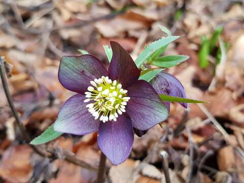 Image of Helleborus dumetorum subsp. atrorubens (Waldst. & Kit.) Merxm. & Podl.