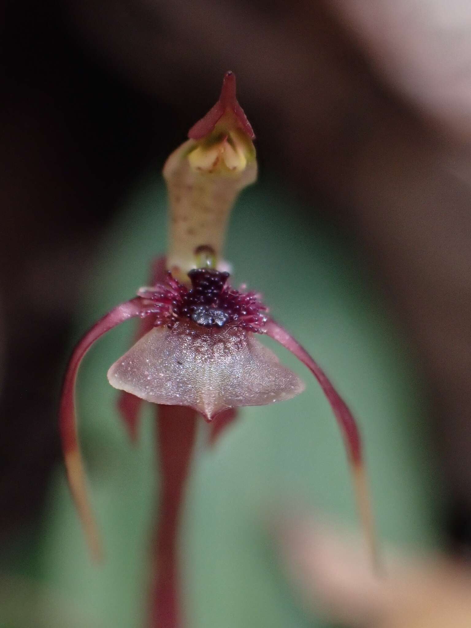 Image of Small wasp orchid