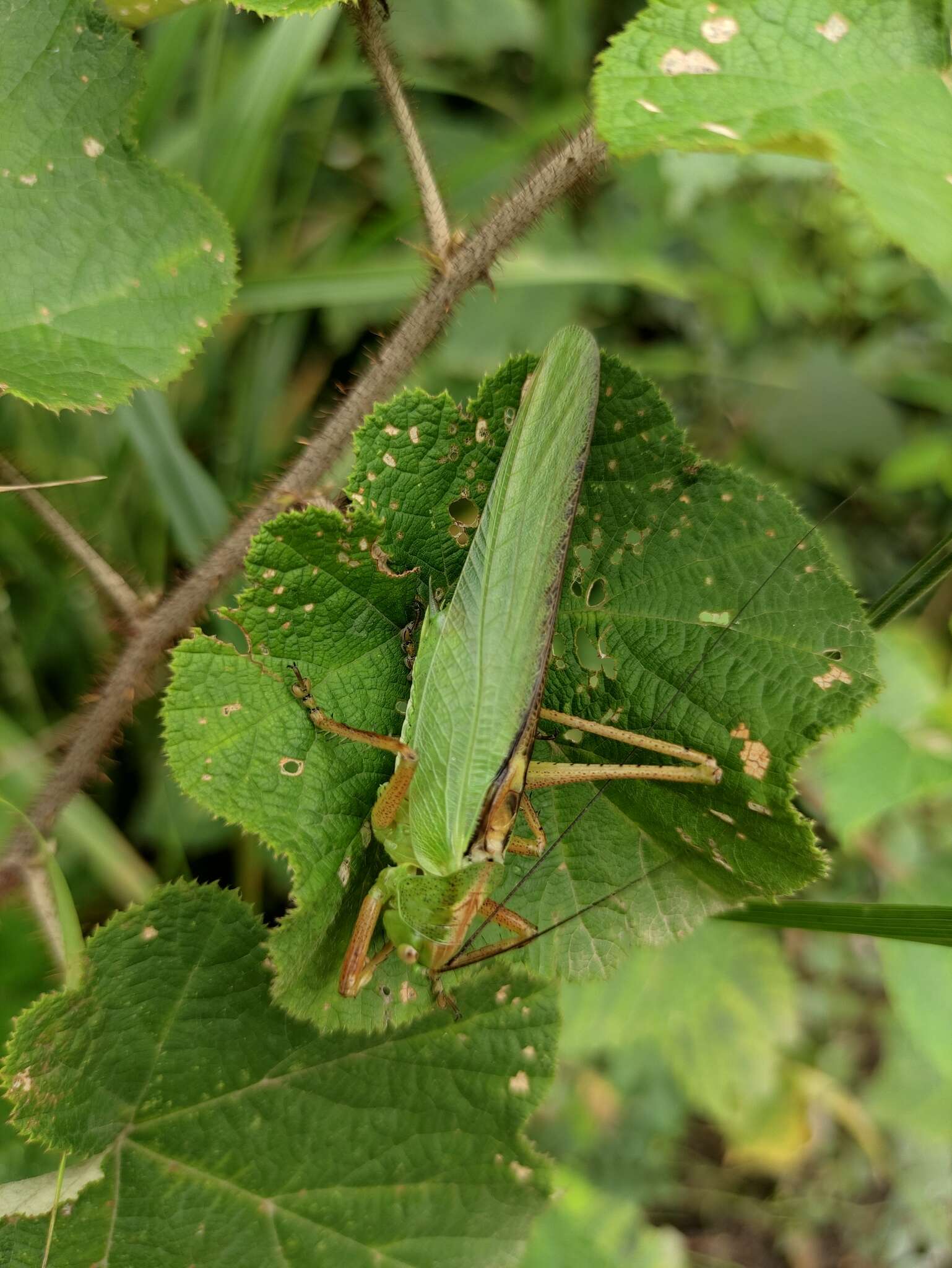 Plancia ëd Tettigonia chinensis Willemse & C. 1933