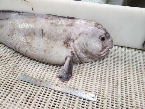 Image of Northern Wolffish