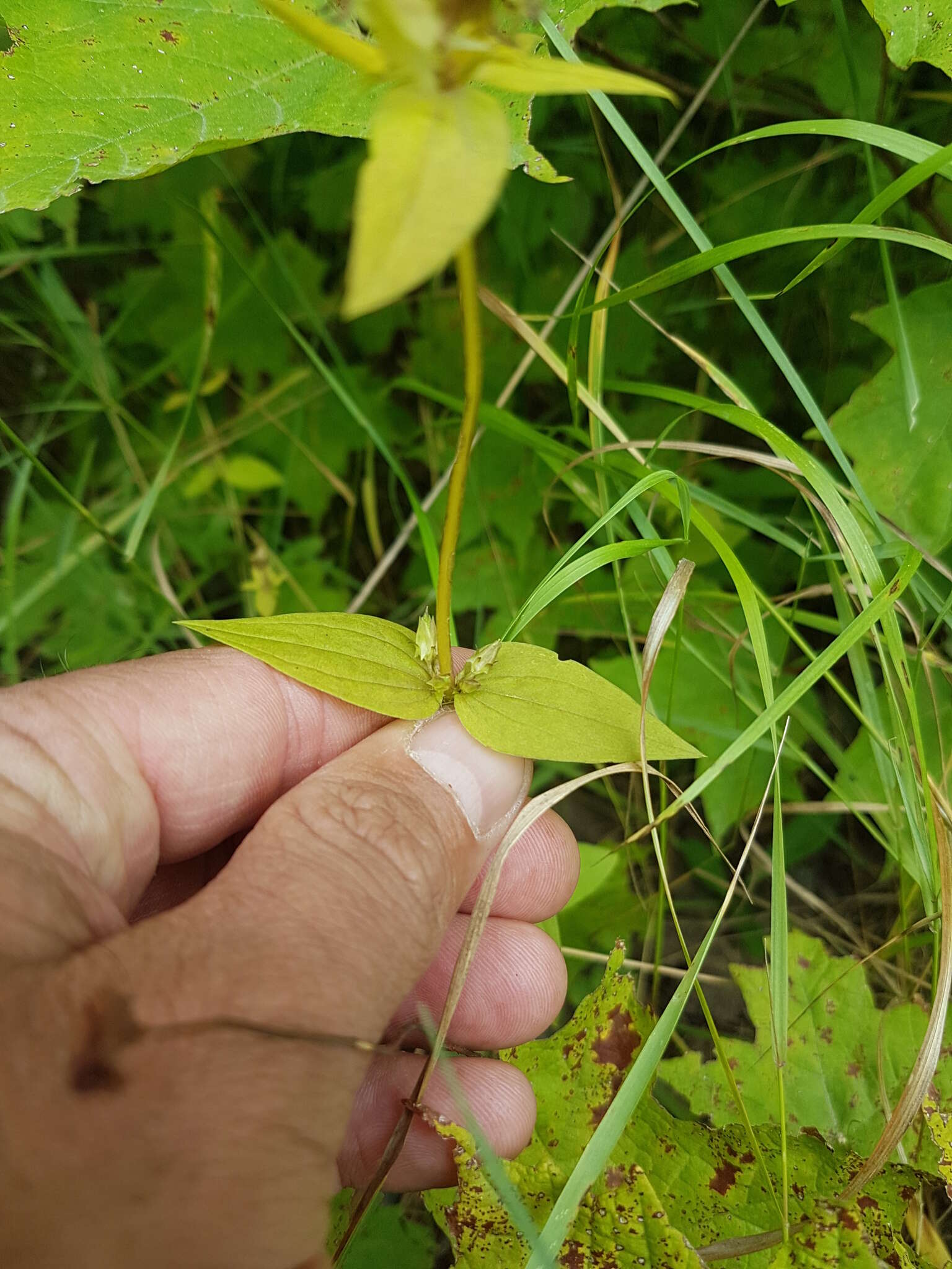 Image de Halenia deflexa (Sm.) Griseb.