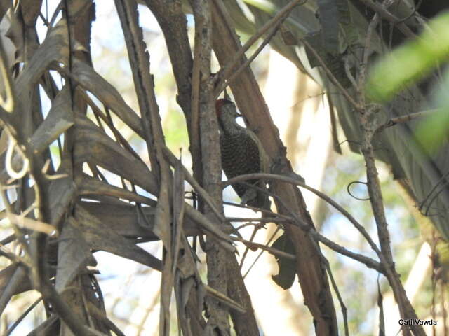 صورة Campethera abingoni constricta Clancey 1965