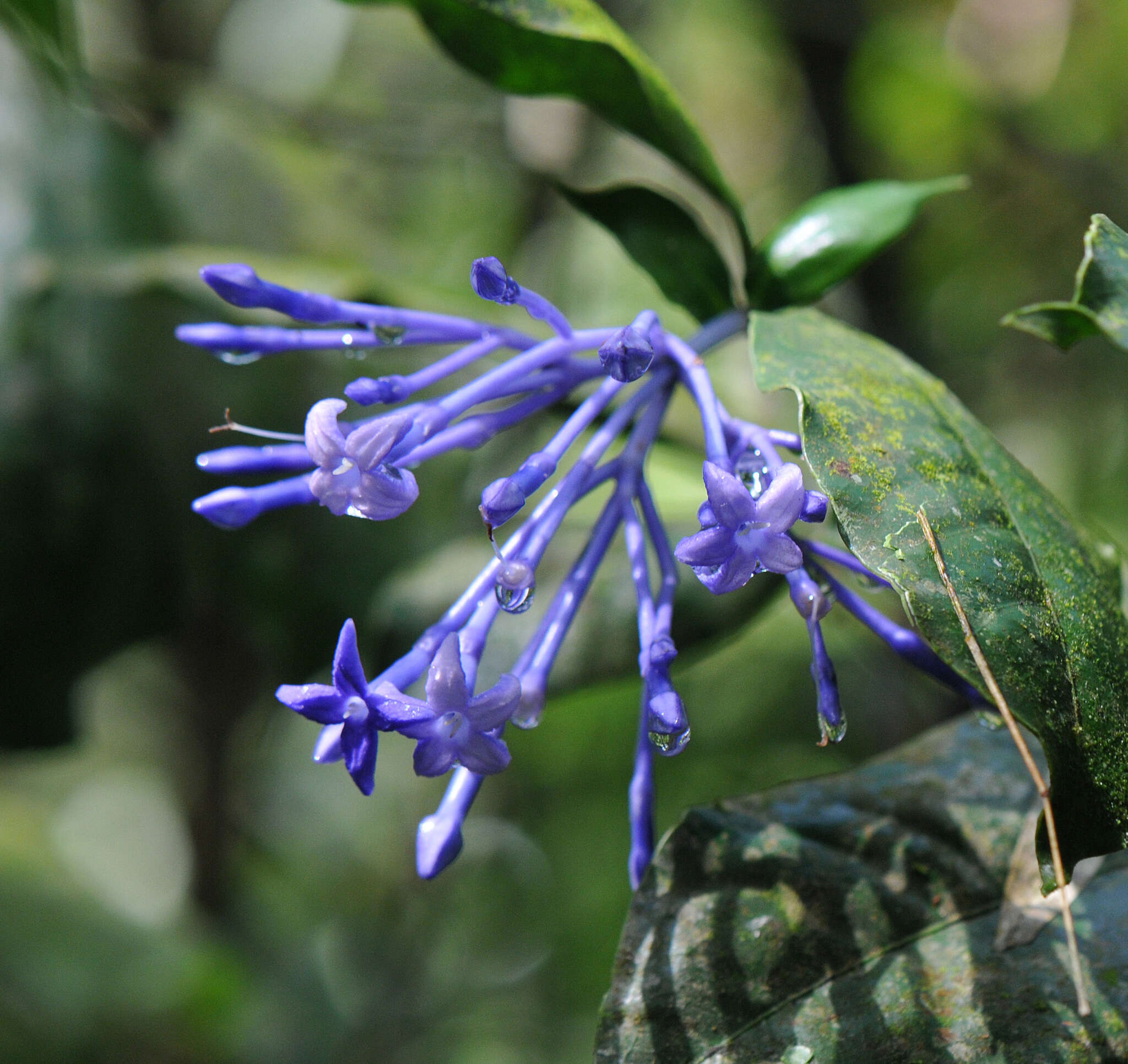 Faramea hyacinthina Mart.的圖片