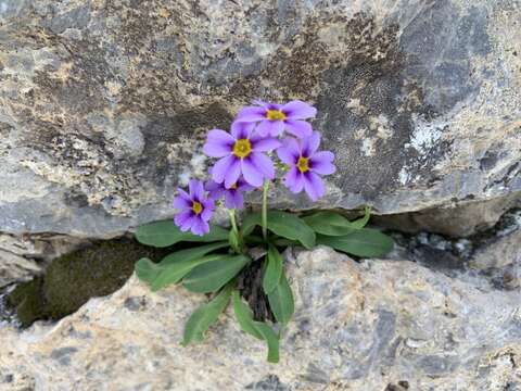 Image of Nevada primrose