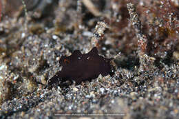 Image of Nudiantennarius