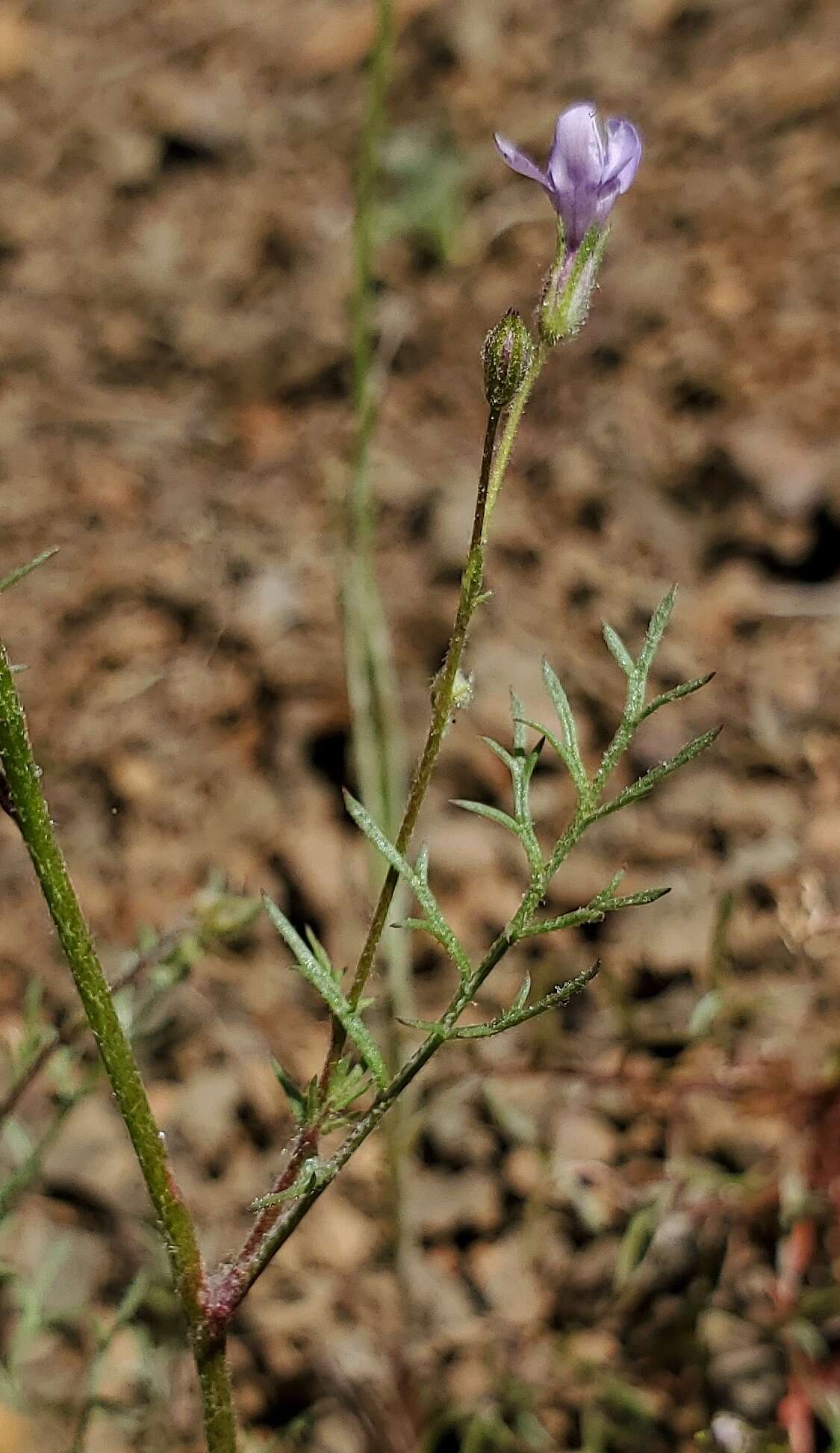 Image of California gilia