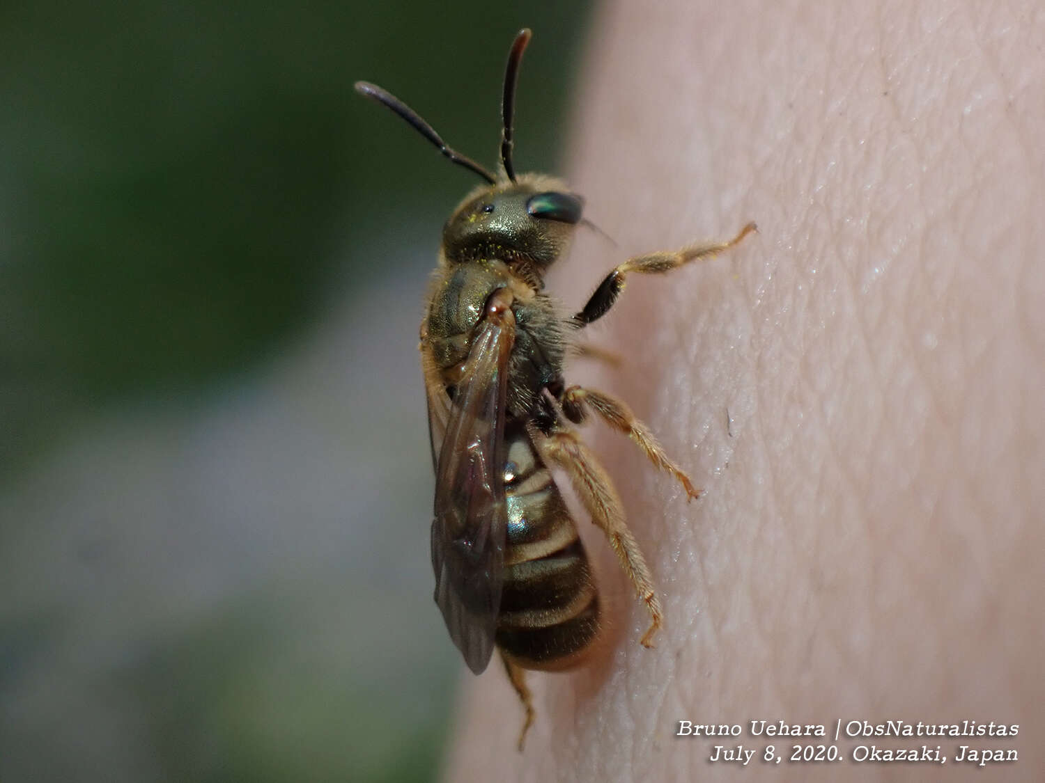 Halictus aerarius Smith 1873 resmi