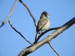 Image of Northern Beardless Tyrannulet