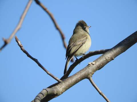 Image of Northern Beardless Tyrannulet