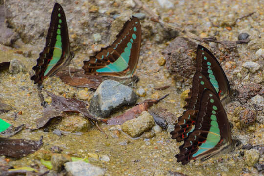 Image of Graphium monticolus (Fruhstorfer 1896)