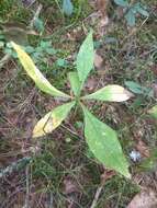 Image of Lysimachia europaea (L.) U. Manns & Anderb.