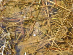 Image of Boreal Chorus Frog