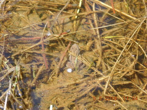 Image of Boreal Chorus Frog