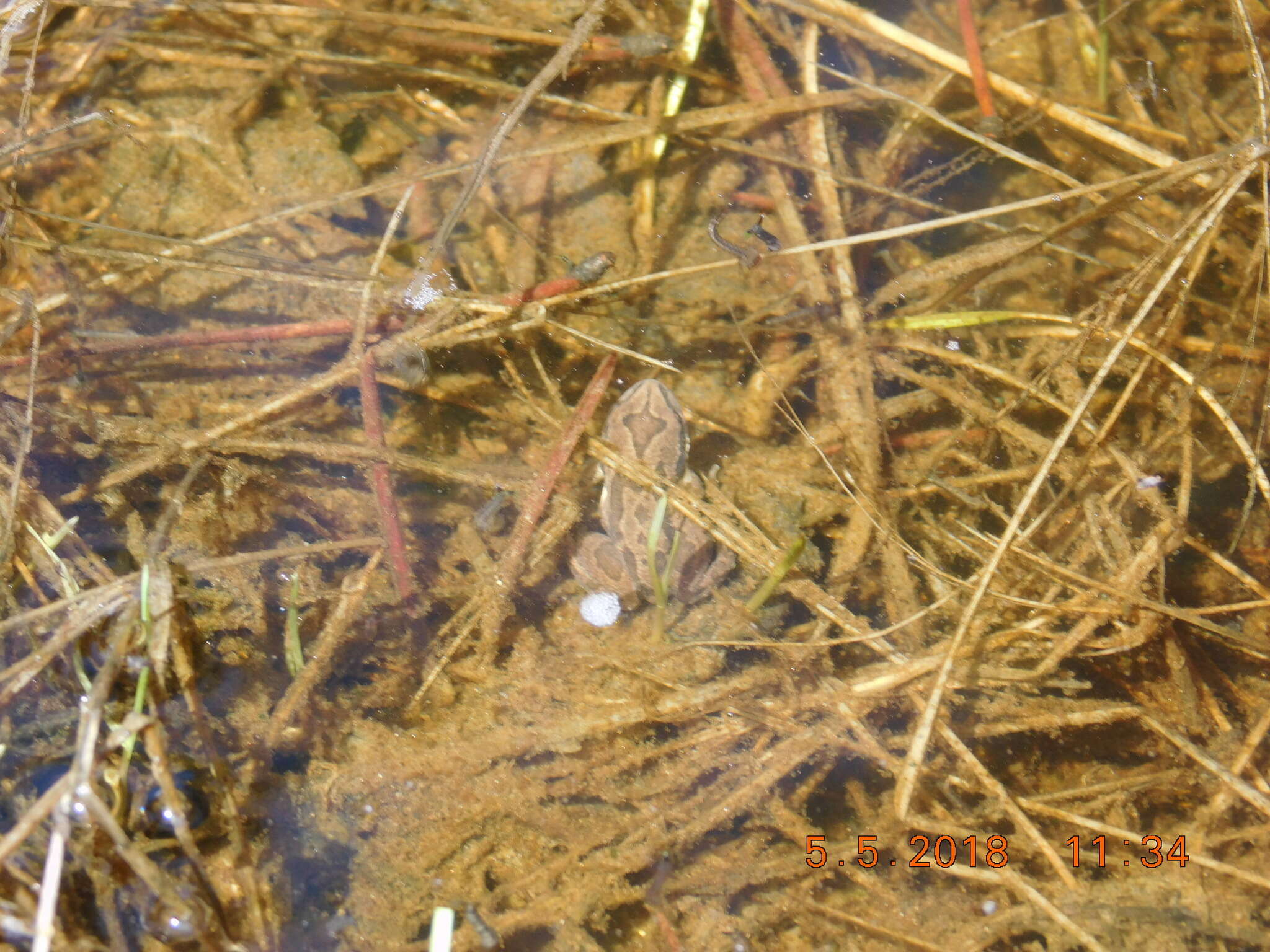 Image of Boreal Chorus Frog